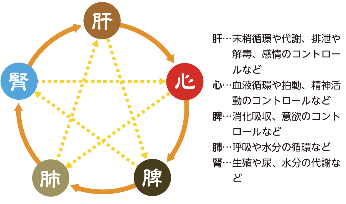 資料2　五臓